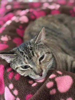 Cleo