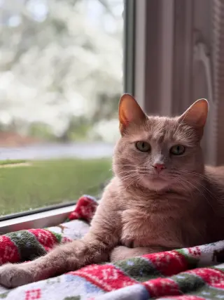 Tawny