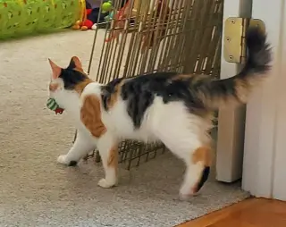 Hazel