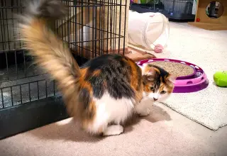 Hazel