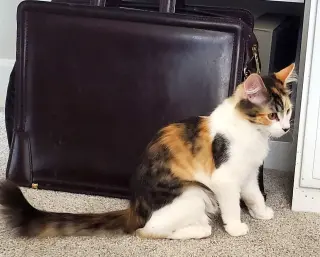 Hazel