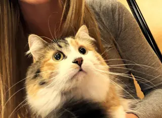 Hazel