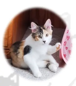Hazel