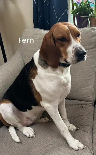 FERN