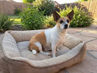 ARCHIE