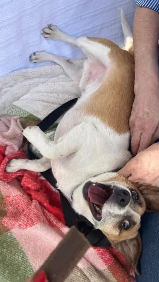 ARCHIE