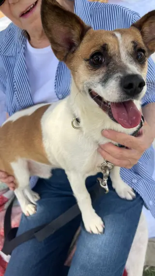 ARCHIE