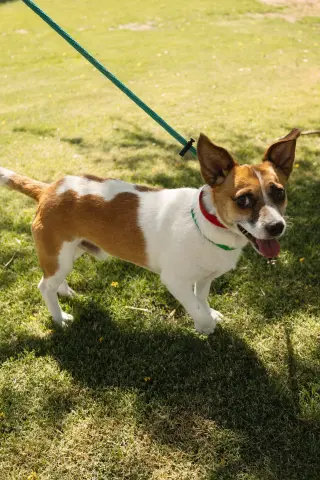 ARCHIE