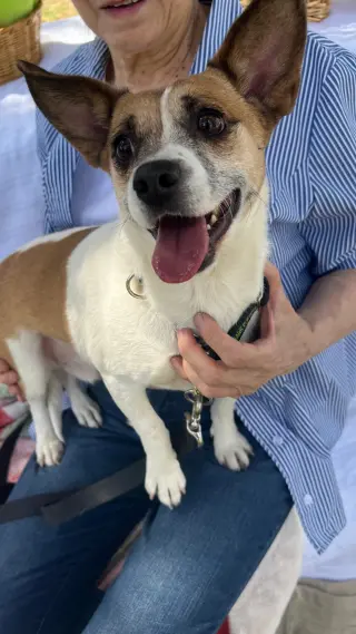 ARCHIE