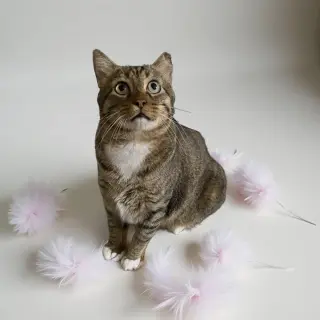 CatMan