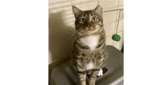 CatMan