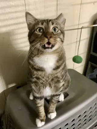 CatMan