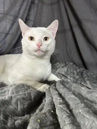 Robert