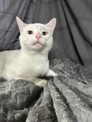 Robert
