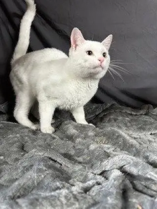 Robert