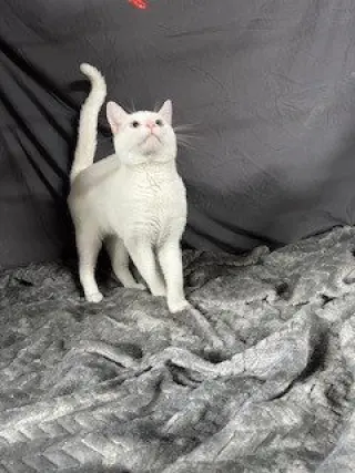 Robert