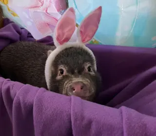 Simon