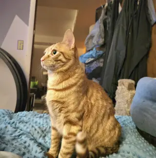 Bob