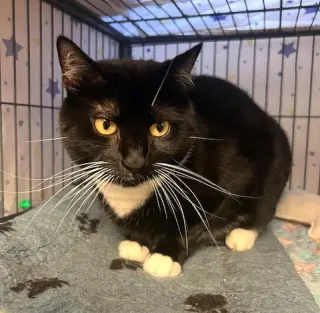 Oreo