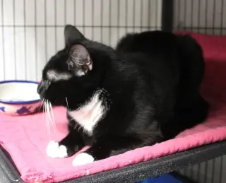 Oreo