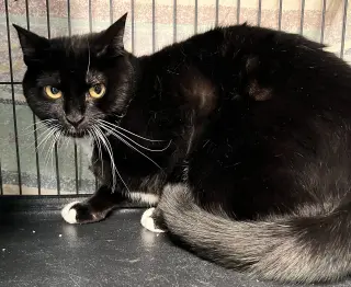 Oreo