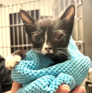 KITTEN FOSTERS DESPERATELY NEEDED
