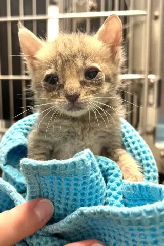 KITTEN FOSTERS DESPERATELY NEEDED