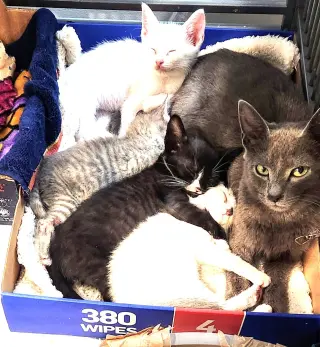 KITTEN FOSTERS DESPERATELY NEEDED