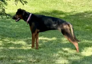 Phoebe