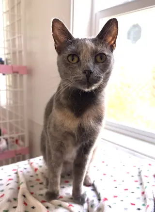 Amber