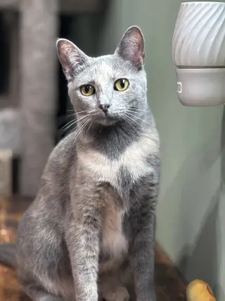 Amber