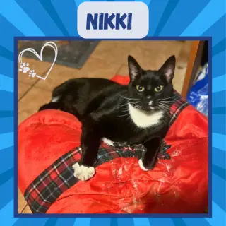 Nikki
