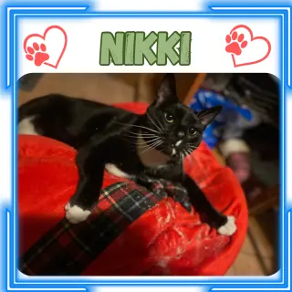 Nikki