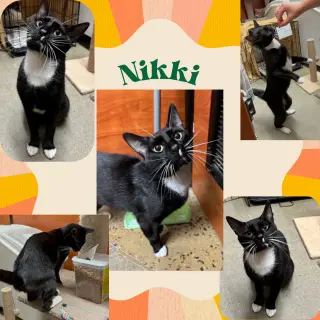 Nikki