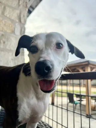 Piper Jo