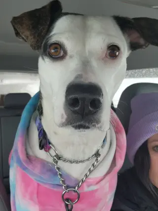 Piper Jo