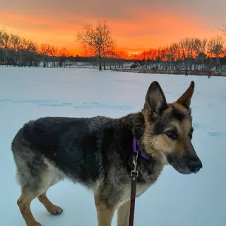 Jasper