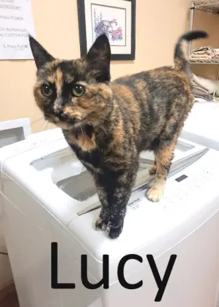 Lucy