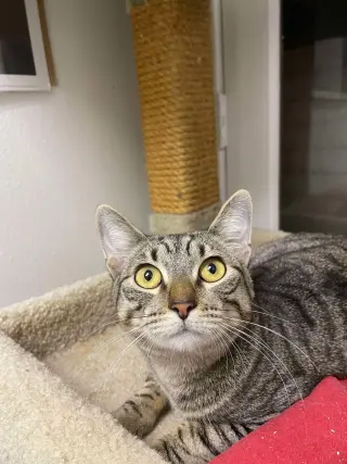 Luxa