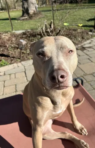 Maggie