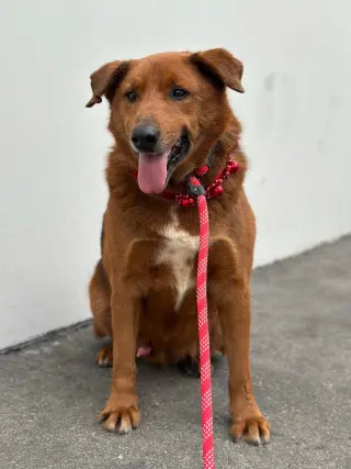 Archie