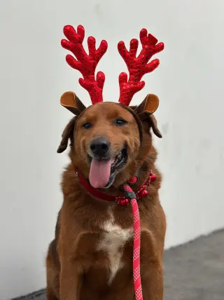 Archie
