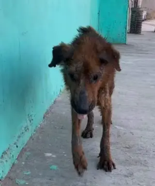 Archie