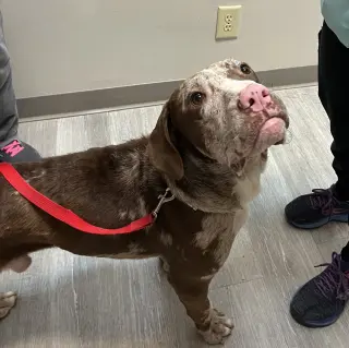 Jasper