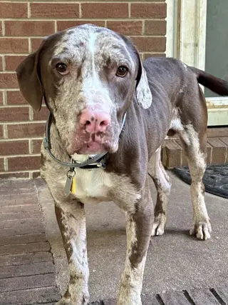 Jasper
