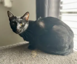 Noof