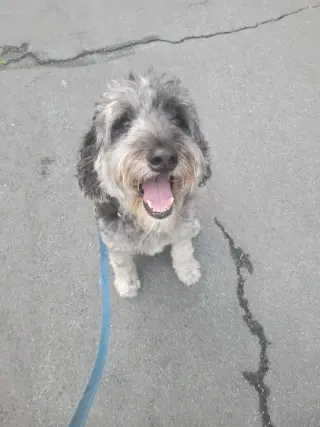 SEAMUS (COURTESY POST)