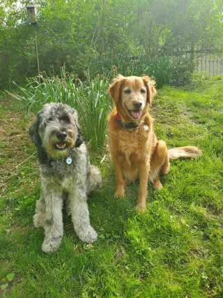 SEAMUS (COURTESY POST)
