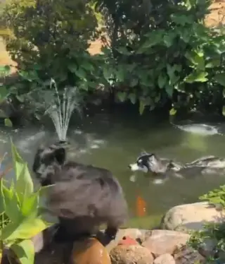 Ember