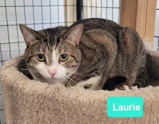 Laurie